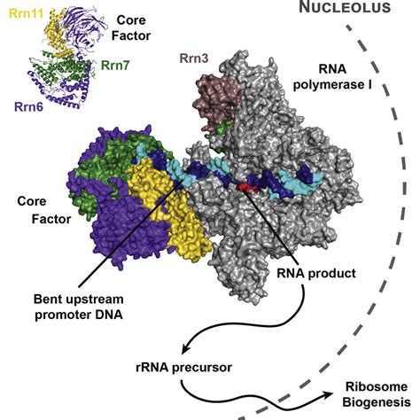 Structural Basis of RNA Polymerase I Transcription Initiation: Cell