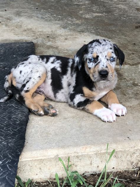 Catahoula Cur Puppies For Sale | Liberty, MS #280111