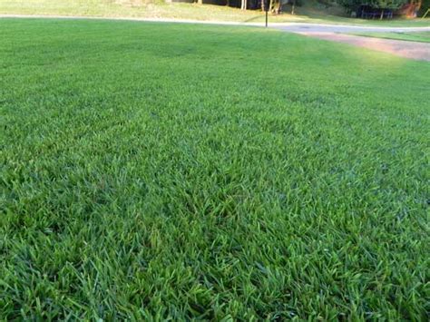 Zoysia Grass for Your Maryland Lawn | Organic Lawns