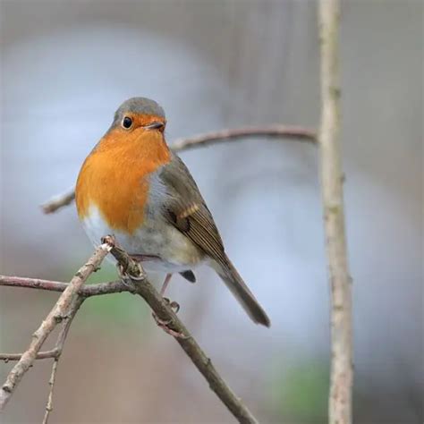 European Robin - Facts, Diet, Habitat & Pictures on Animalia.bio