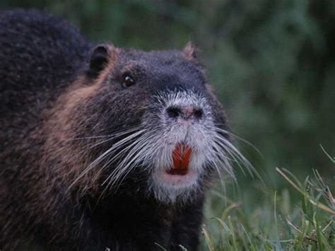 Nutria Rat Destroying Louisiana - Business Insider