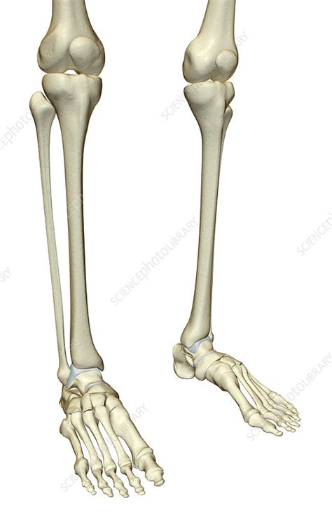 Human Leg Bones Images : Leg Pixelsquid | Bogorkwasuab Wallpaper