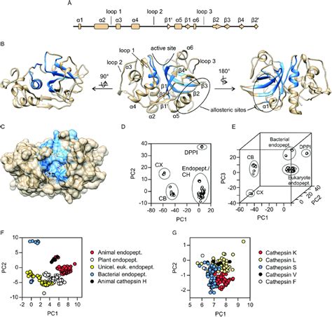 Overall structure and principal component analysis of papain-like... | Download Scientific Diagram