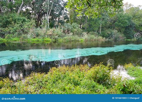 Weeki Wachee Springs State Park Stock Image - Image of avian, bright ...