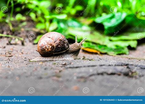 Closeup of a Snail on an Old Stump Amongst the Young Bright Green ...