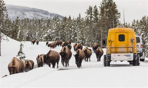 West Yellowstone Montana Snow Coach Winter Tours - AllTrips