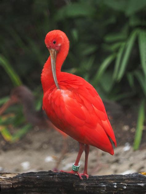 Scarlet Ibis Facts, Description, Habitat, Adaptations, Pictures