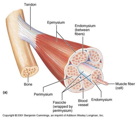 Name the connective tissue layers found in and around skeletal muscle. - Google Search | ISAP ...