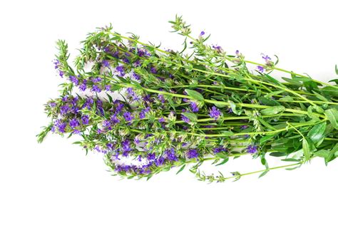 19 Incredible Uses for Hyssop Essential Oil