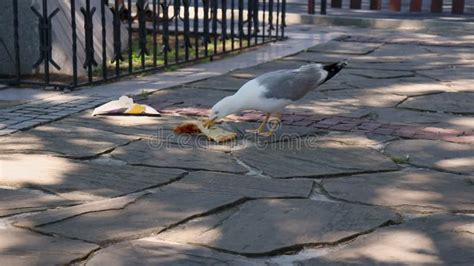 Fat Greedy Seagull Bird Eating Pizza Junk Food in City Park on Sunny ...