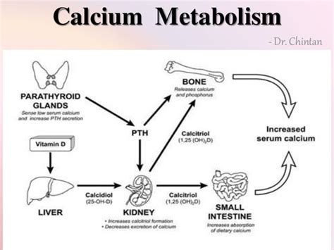 Calcium metabolism