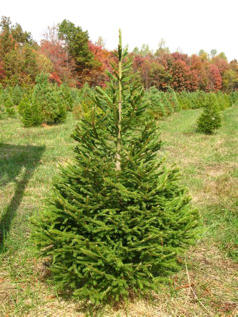 Norway Spruce - Hutton-Loyd Tree Farm