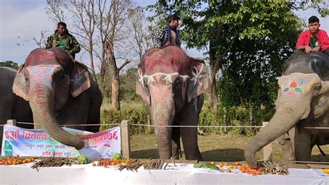 Elephant picnic in sauraha chitwan - YouTube