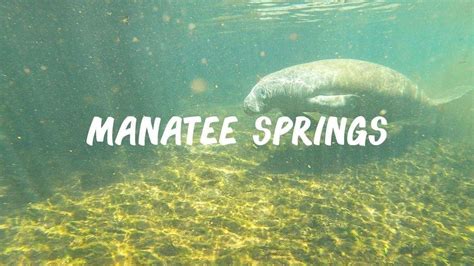 Manatee Springs - Snorkeling with Manatees in Florida | Jordan Outside