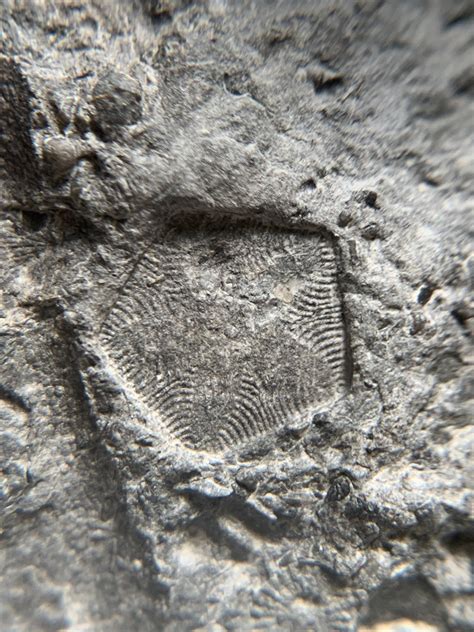 Imprint of a crinoid stem I found in Western NY. : r/fossils