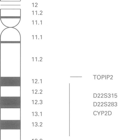 An ideogram of chromosome 22 showing the approximate locations of the ...