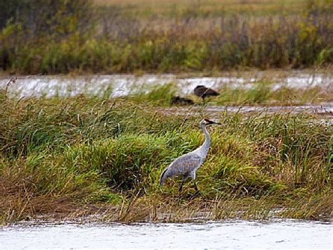 Crex Meadows State Wildlife Refuge, a Wisconsin State Wildlife Refuge