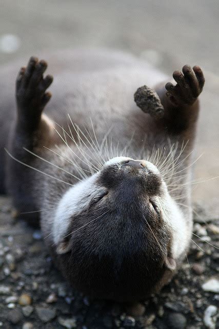 peaceful eyes - marinemammalblog: Otter playing with a rock by...