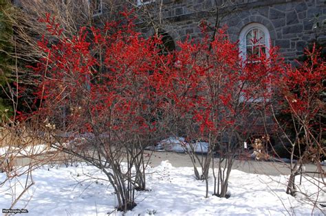 Winter Berries | HGTV