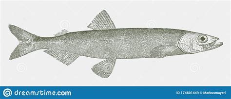 Capelin or Caplin, a Fish from the North Atlantic and Pacific Ocean in ...