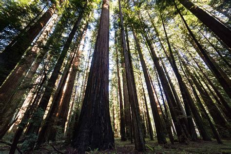 Humboldt Redwoods State Park | North Coast - Kingdom California