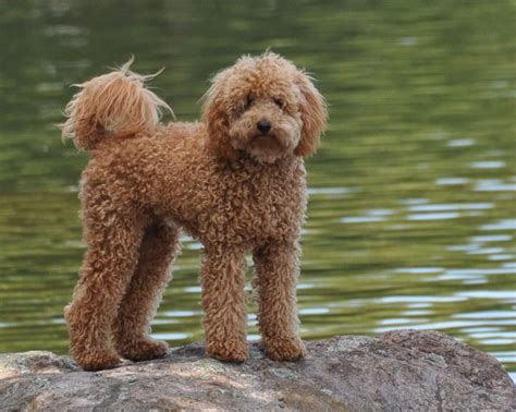 Miniature Labradoodle Dog Info, Temperament, Puppies, Training, Pictures | Labradoodle miniature ...