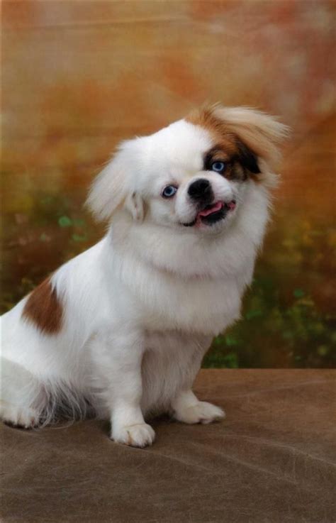 Tibetan Spaniel Puppy | Chinese dog, Dog breeds list, Pet breeds