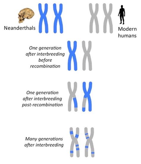 Molecular clocks rewriting the story of human evolution - Genetic ...