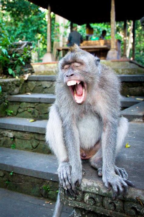 Monkey screaming - Free Stock Photo by Merelize on Stockvault.net