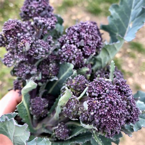 Purple Sprouting Broccoli Seeds - The Plant Good Seed Company