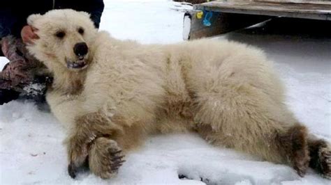 Scientists Are Still Struggling To Understand New ‘Pizzly Bear ...