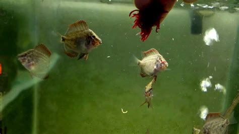 Uaru amphiacanthoides young feeding on bloodworms - YouTube