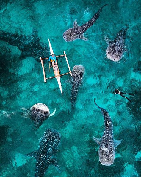 Whale Sharks in Oslob, Cebu Philippines Under The Water, Under The Sea, Voyage Philippines ...