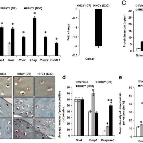 Changes in osteocyte markers during HHCY. (A) Changes in mRNA levels of... | Download Scientific ...