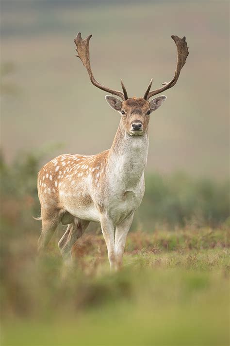 Fallow Deer - Francis J Taylor Photography