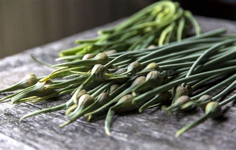 Chive Seed Planting