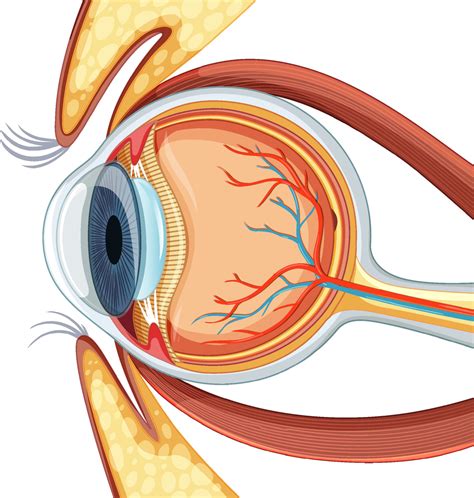 Diagram of human eyeball anatomy 3188538 Vector Art at Vecteezy