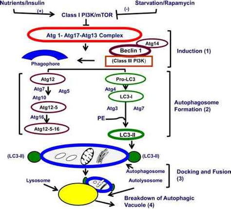 The macroautophagy pathway. Details are provided in the text ...