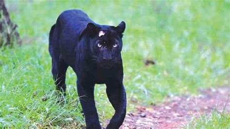 Black Panther, injured in territorial fight, appears after two months - Star of Mysore