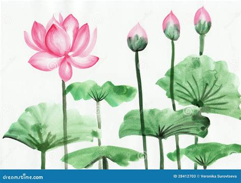 Watercolor Painting of Pink Lotus Flower Stock Illustration ...