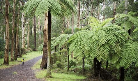 Dandenong Ranges: Victoria's nature haven - Australian Geographic