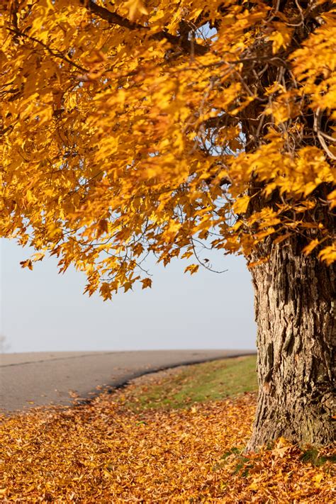 Maple Tree Fall Foliage • Free Nature Stock Photo