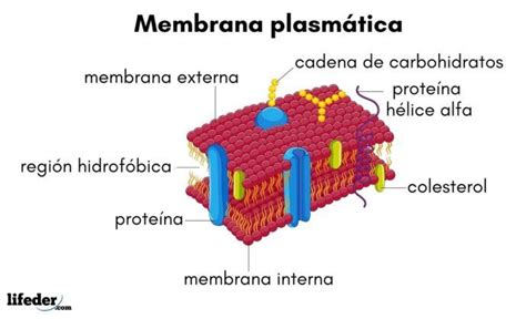 Membrana plasmática: qué es, características, funciones, estructura ...