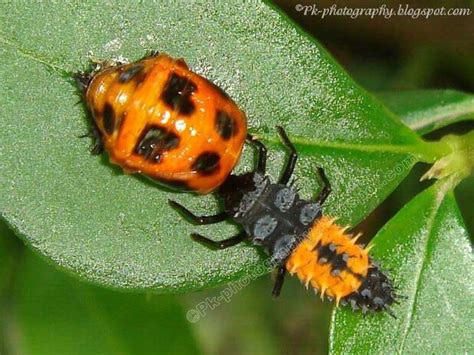 Ladybug Larvae | Nature, Cultural, and Travel Photography Blog