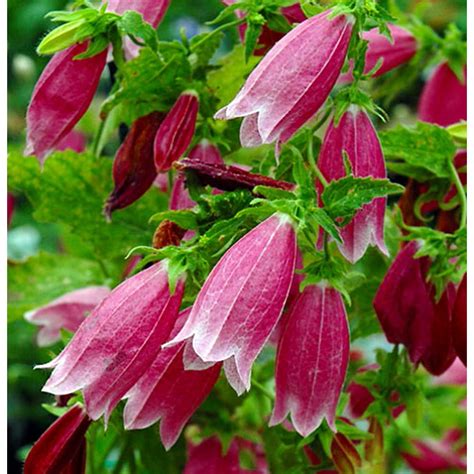 Cherry Bells Carpathian Bell Flower - Campanula - Quart Pot - Walmart ...