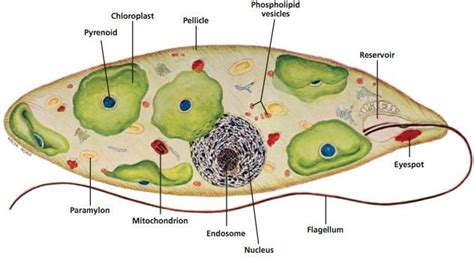 Euglena Microscope Slide