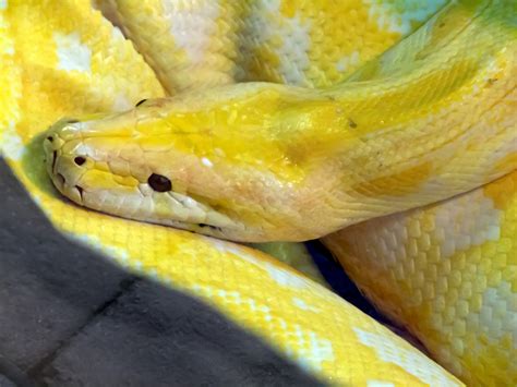 gelbe Tigerpython (Python molurus bivittatus) Foto & Bild | tiere, zoo, wildpark & falknerei ...