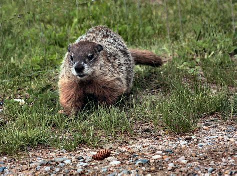 Fun Facts About Groundhogs. The groundhog is a rodent of the family… | by U.S. Fish and Wildlife ...