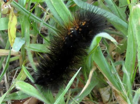 tiger moth caterpillar? | Flickr - Photo Sharing!