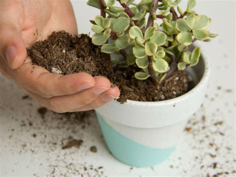 How to Mix Soil for Succulents - World of Succulents